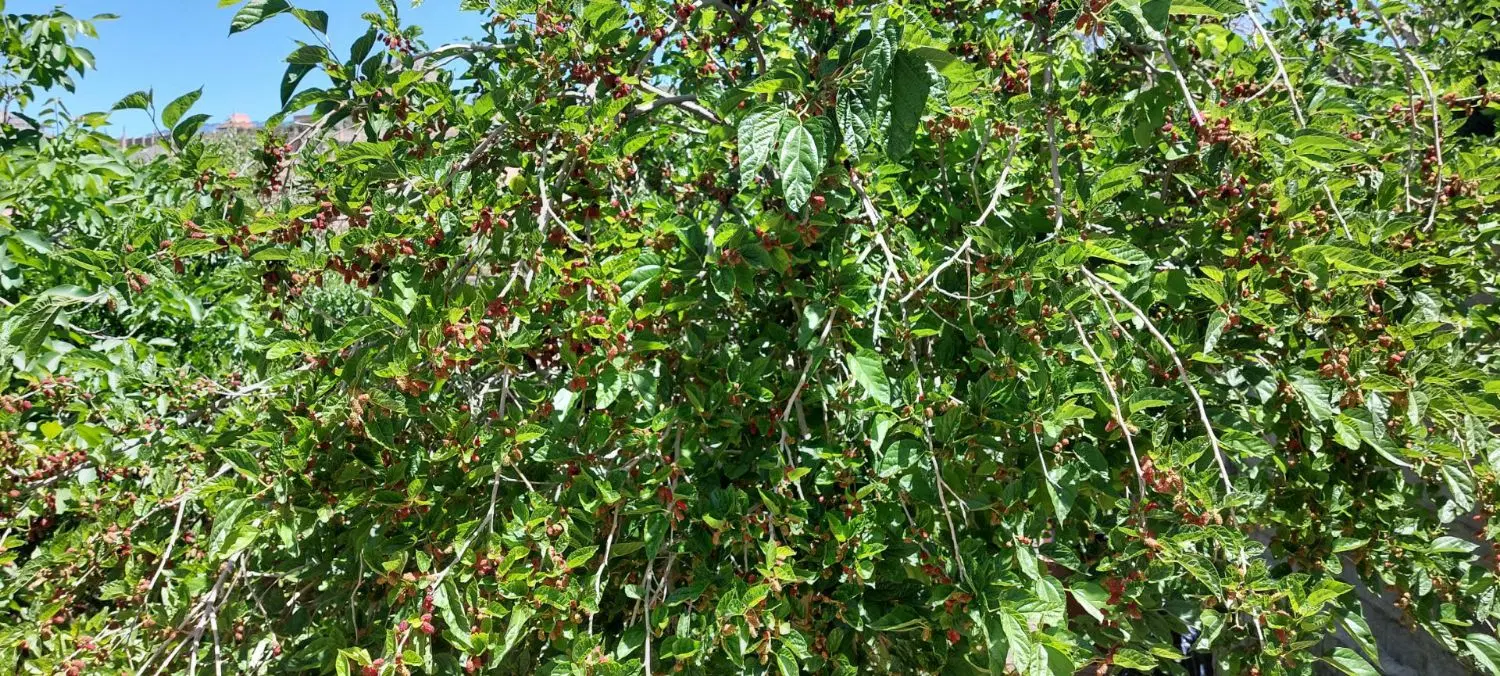 باغ پردیس ملوسجان