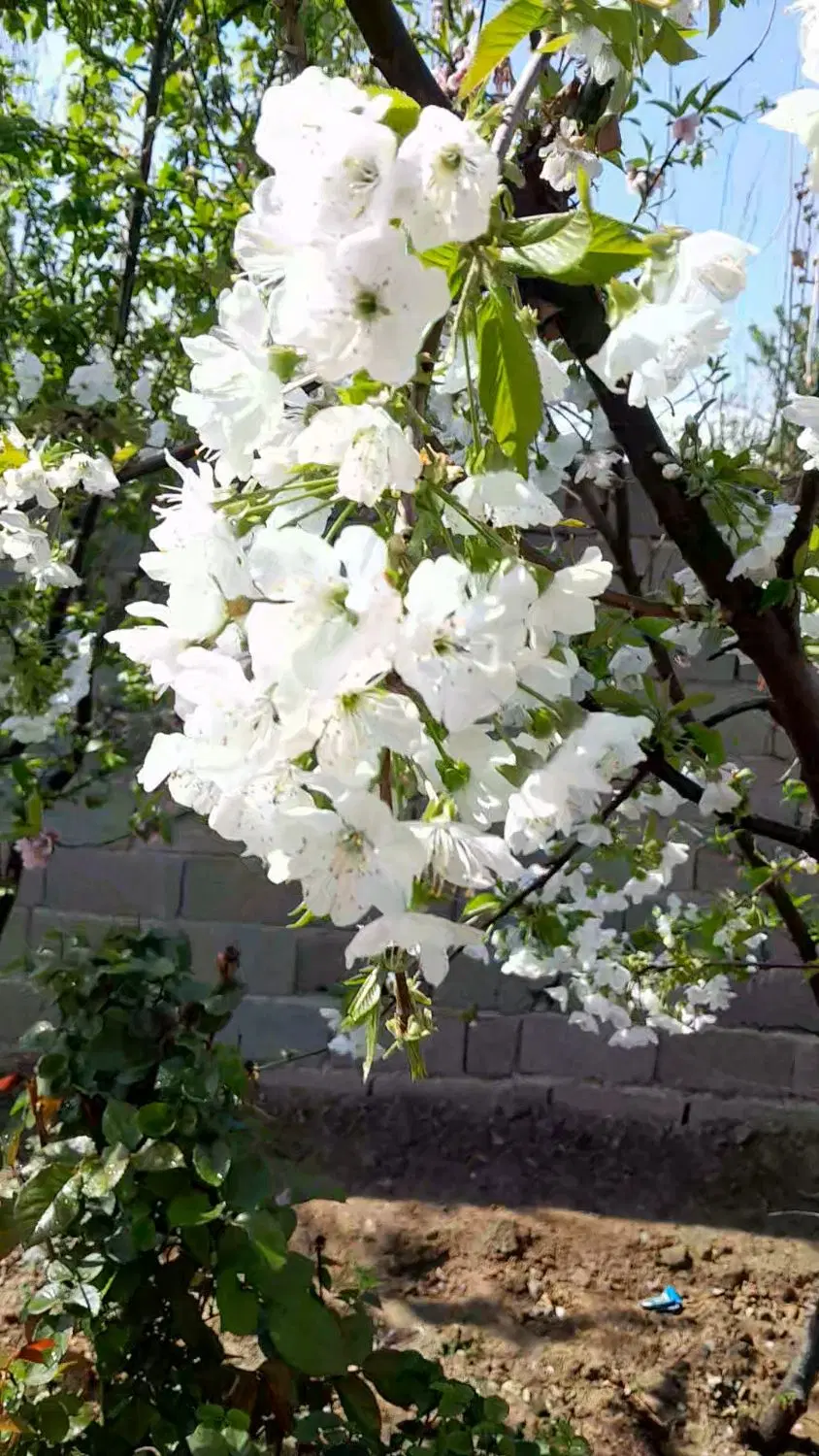 زمین باغچه ۳۰۰متری فیروز بهرام