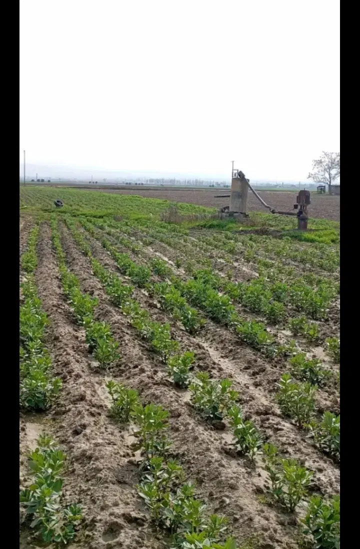 فروش مجوز مرغداری گوشتی50هزارتایی با یک هکتار زمین