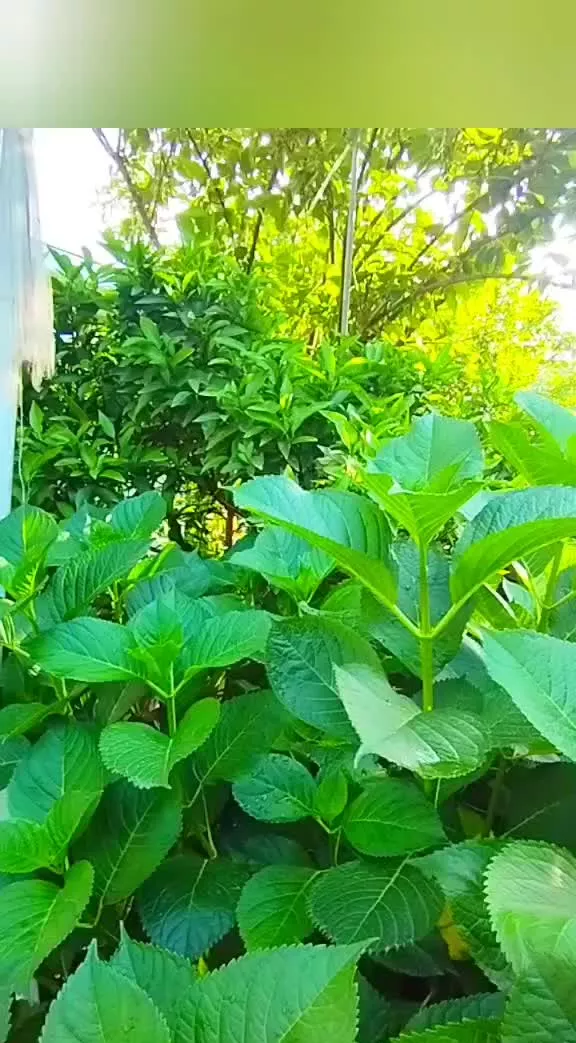 ویلای جنگلی