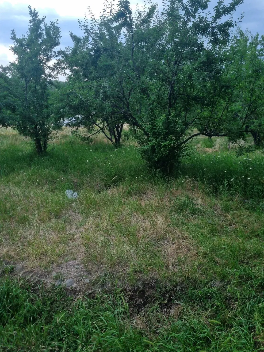 قطعه زمین در کوچه گلخانه