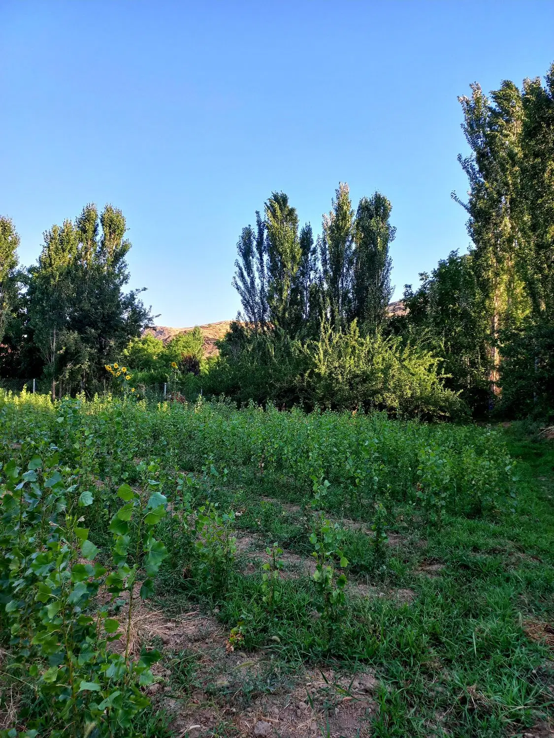 زمین باغ
