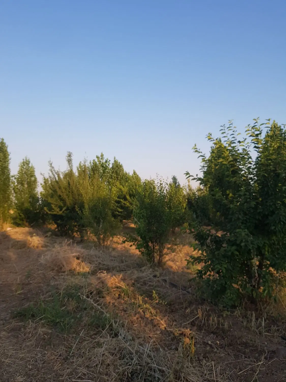 باغ ۱۰۰۰متری