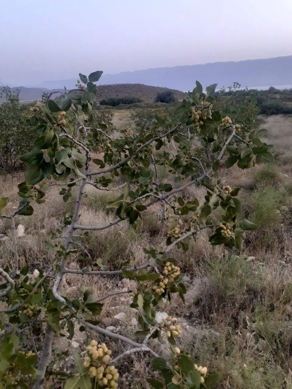 باغ پسته