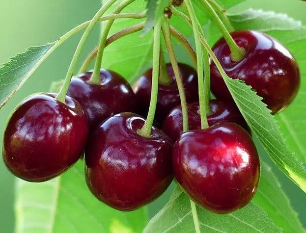باغ گیلاس  شهر توریستی هیر