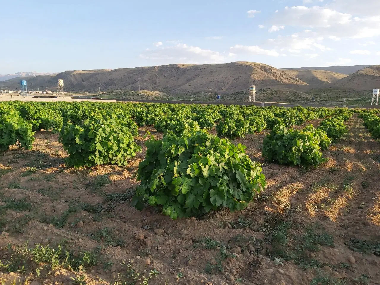 ۱۵۰۰متر زمین باغشهر ابتدای اتوبان شیراز سپیدان