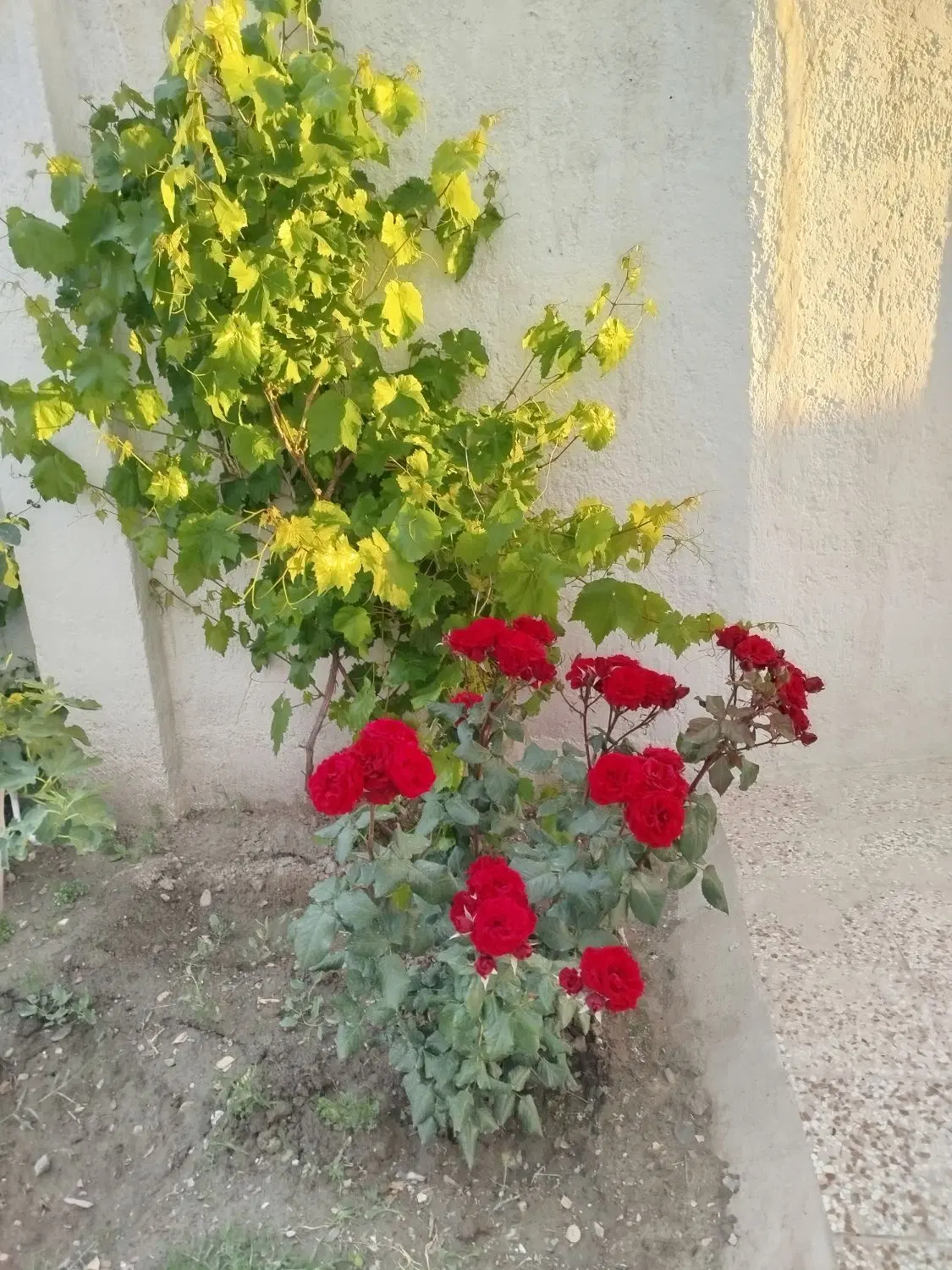 ویلایی شهرک پرستو