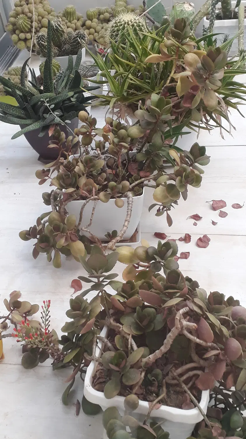 زمین سعداباد با آب چاه