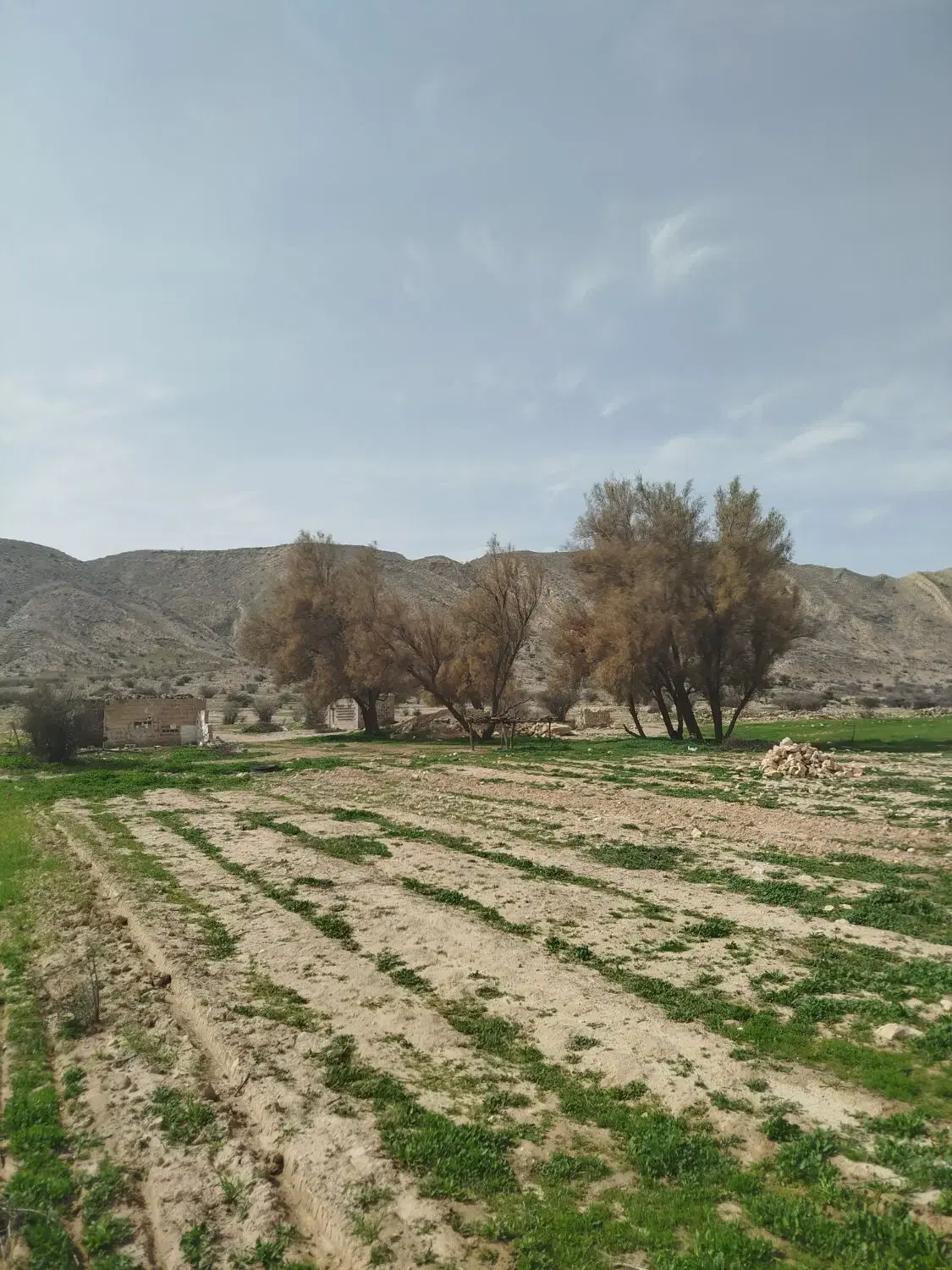 فرو زمین زراعی بکر