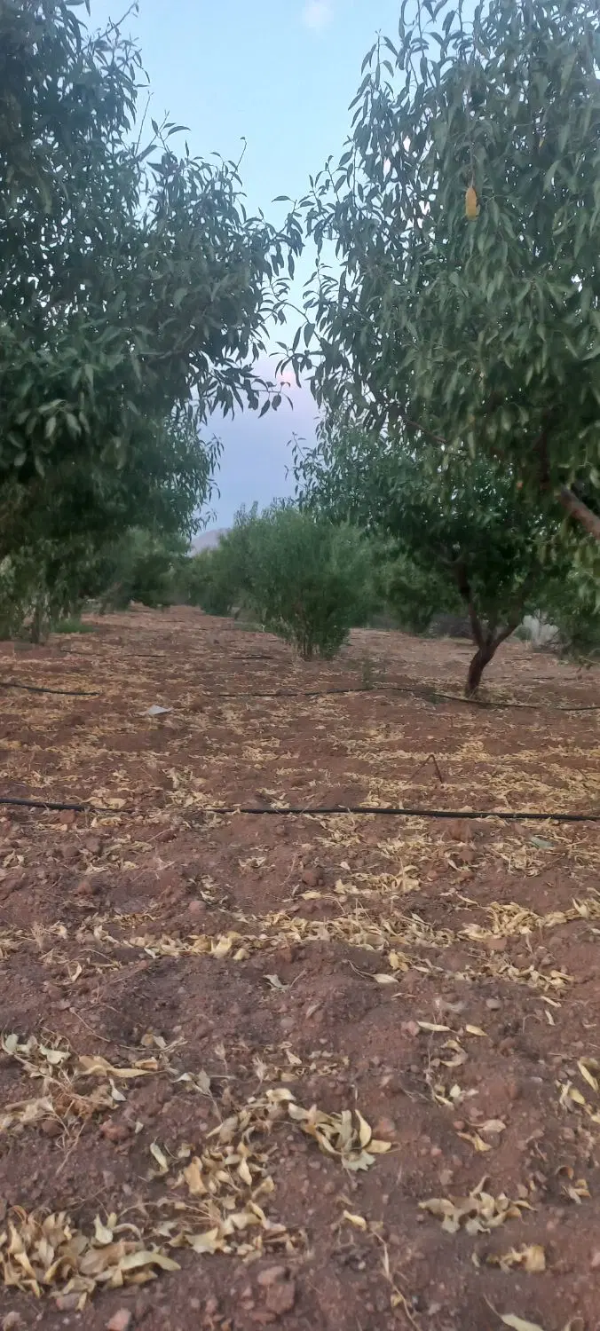 باغ