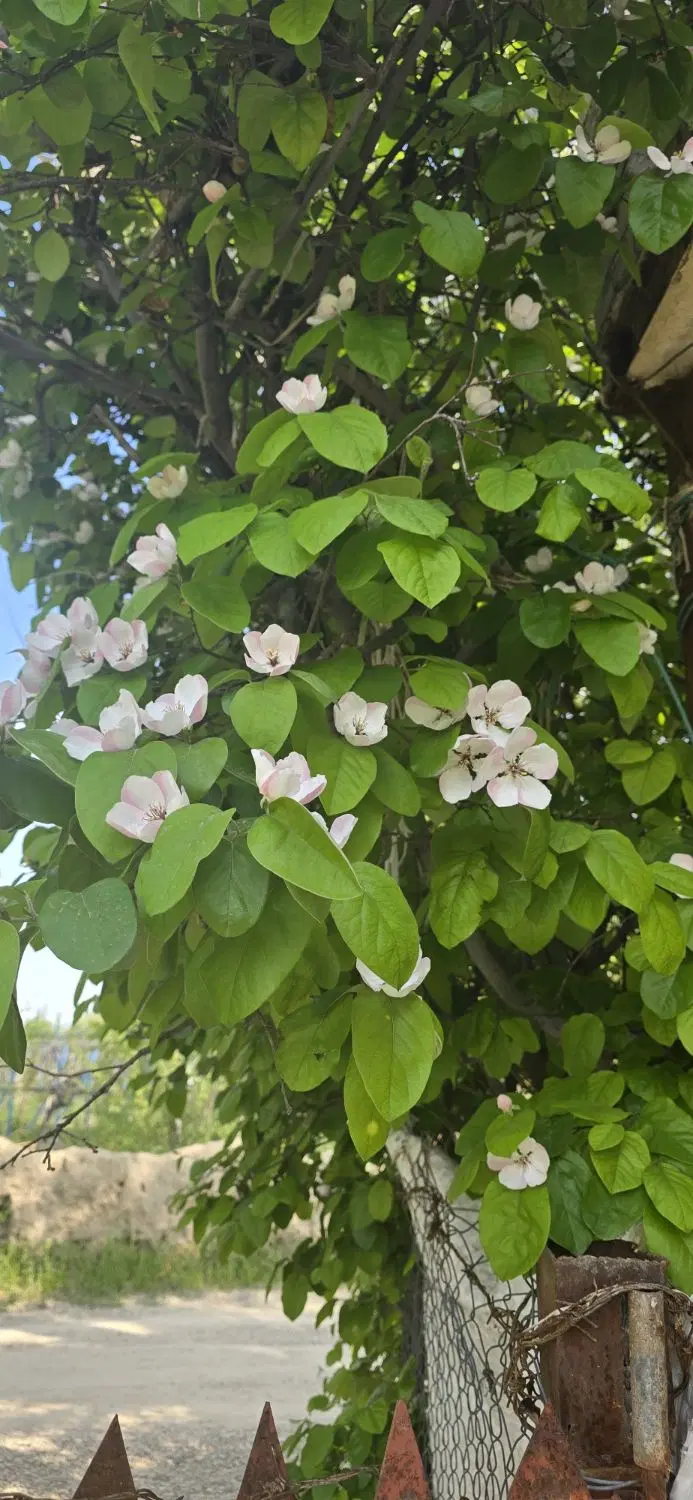 باغچه در بالو