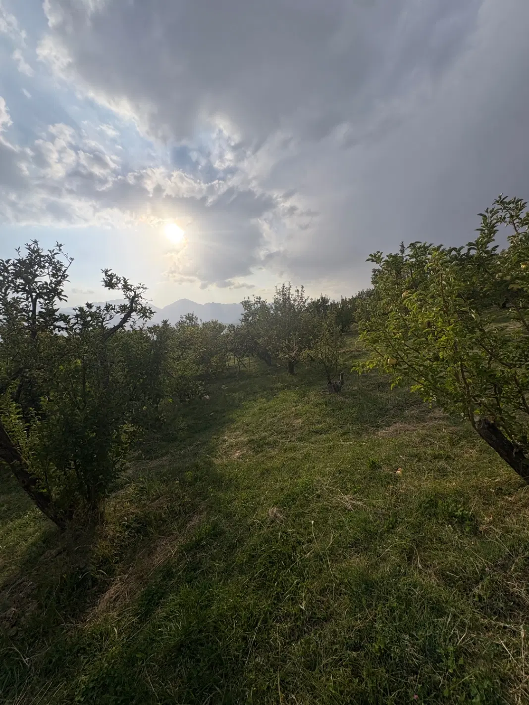 زمین سیب پادنا