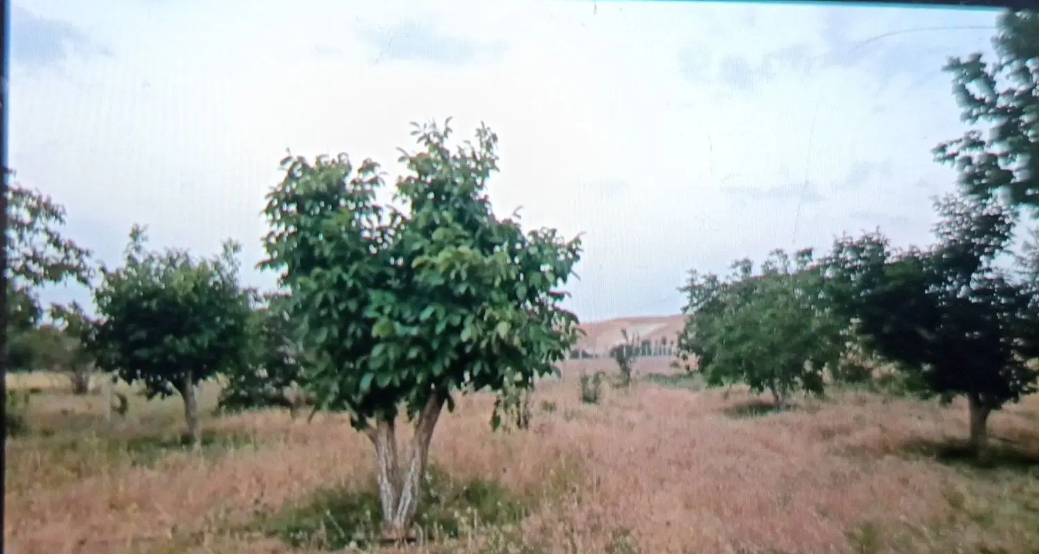 فروش باغ با درختان مثمر