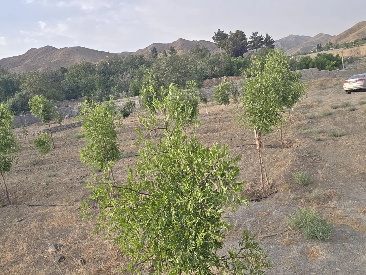 فروش باغ