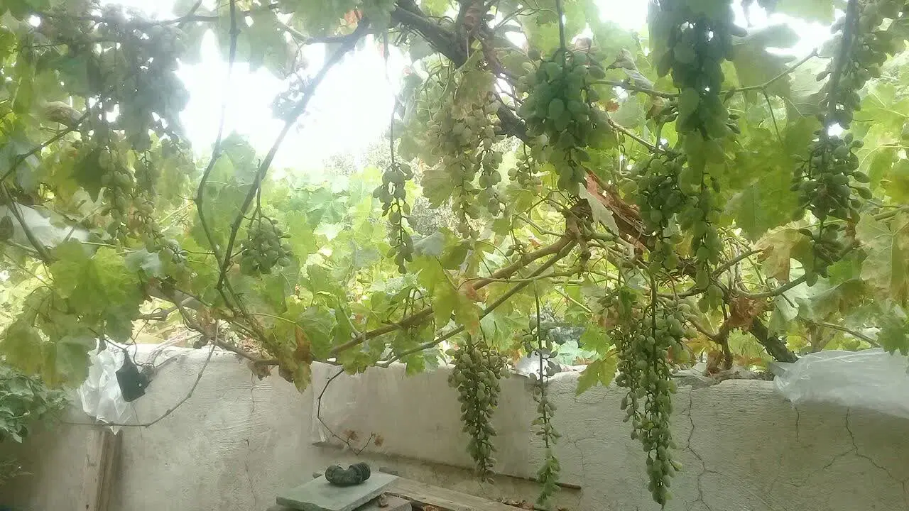 کلنگی دآراباد ۱۰۰متر سند دار