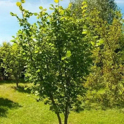 زمین ۳۷۰متر