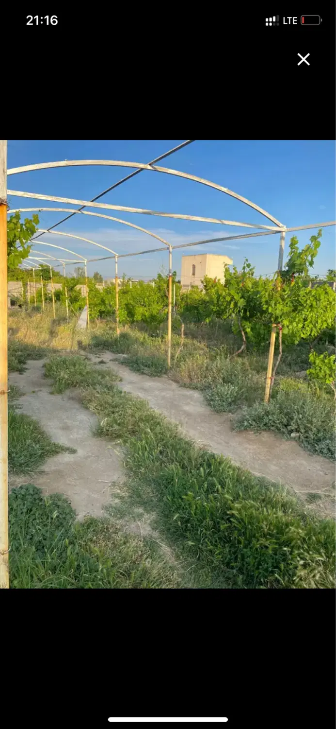 باغ،باغچه انگور