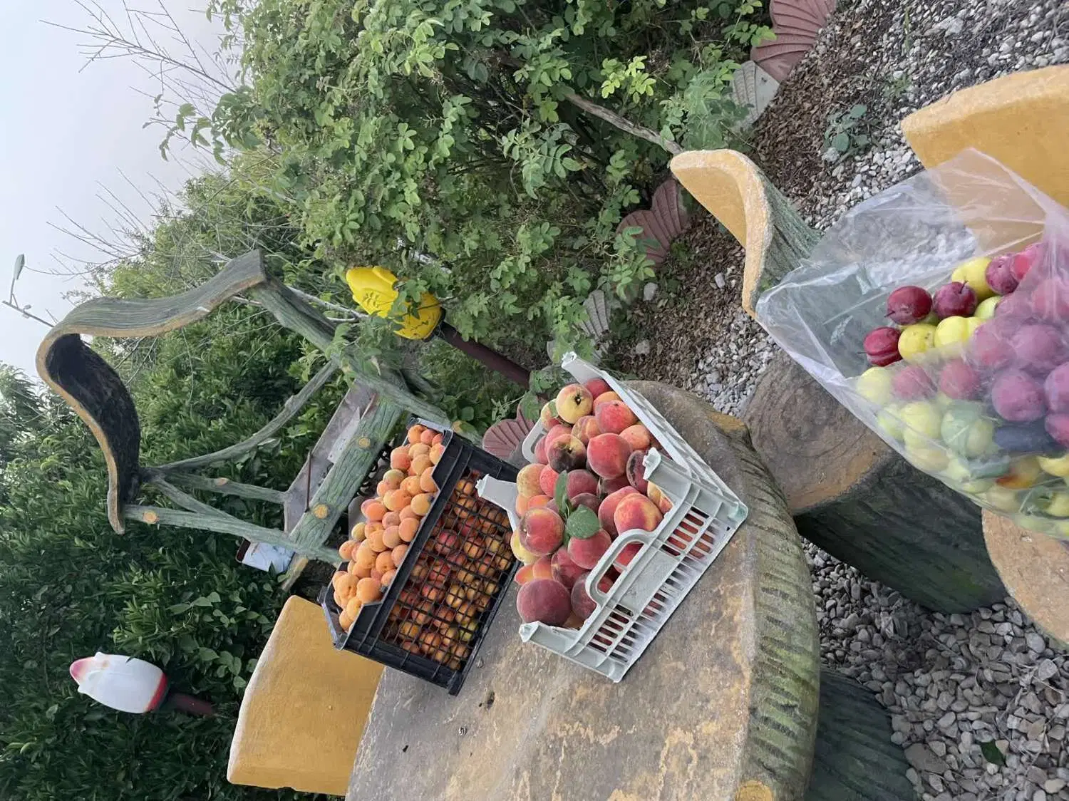 فروش باغ
