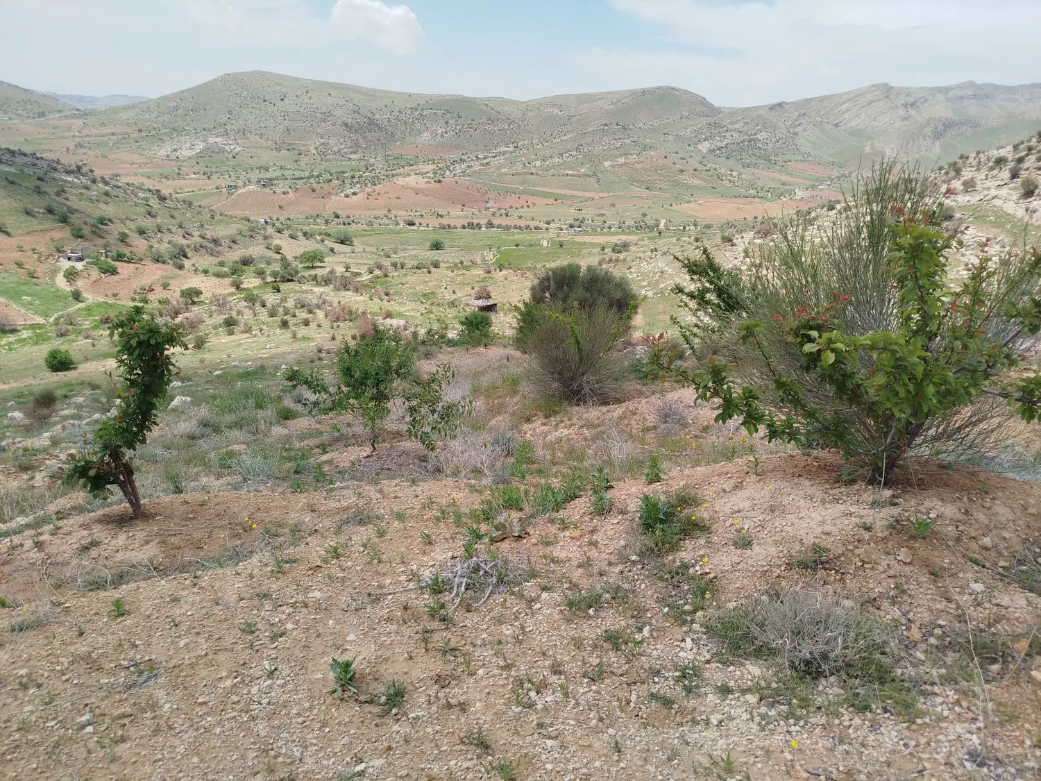 باغ بادام حدود 7 هزار متر در روستای بردج