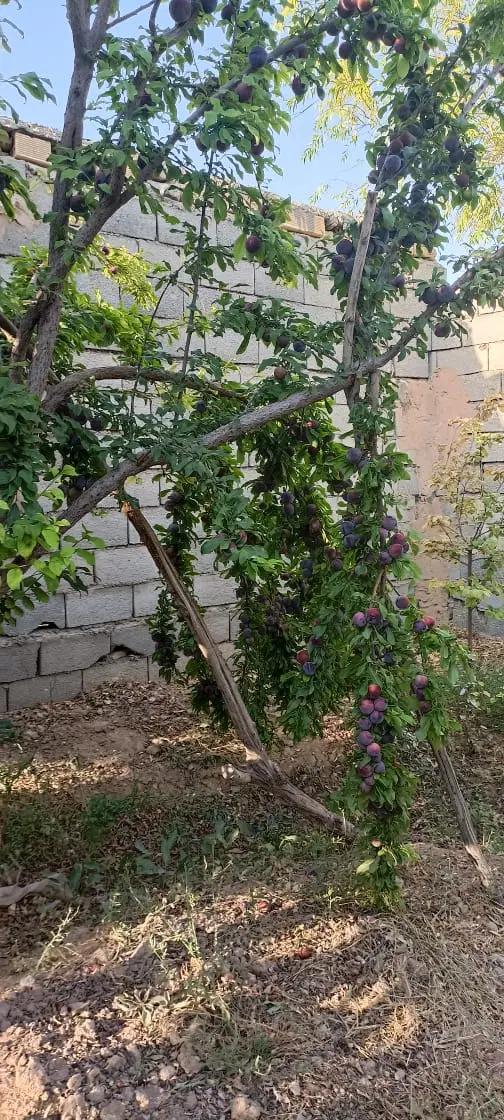 باغ میوه