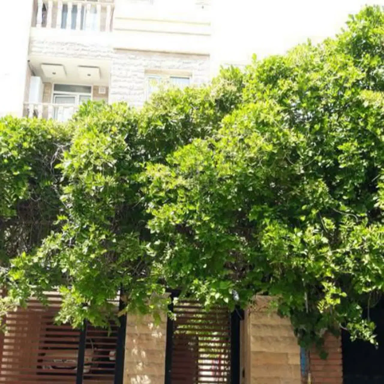 تهران نو، ۵۲ متری