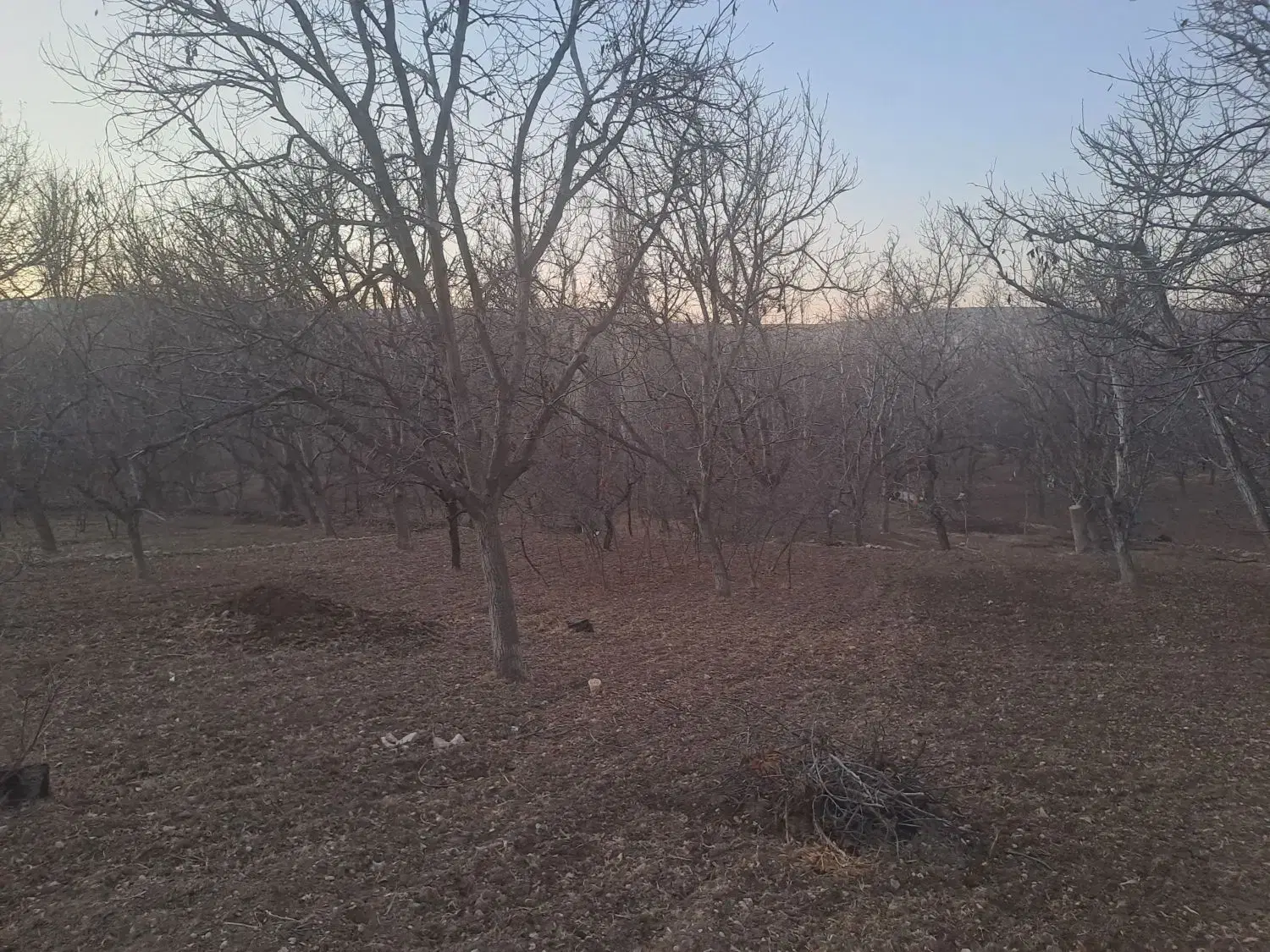 باغ فروشی در روستای‌گلیان