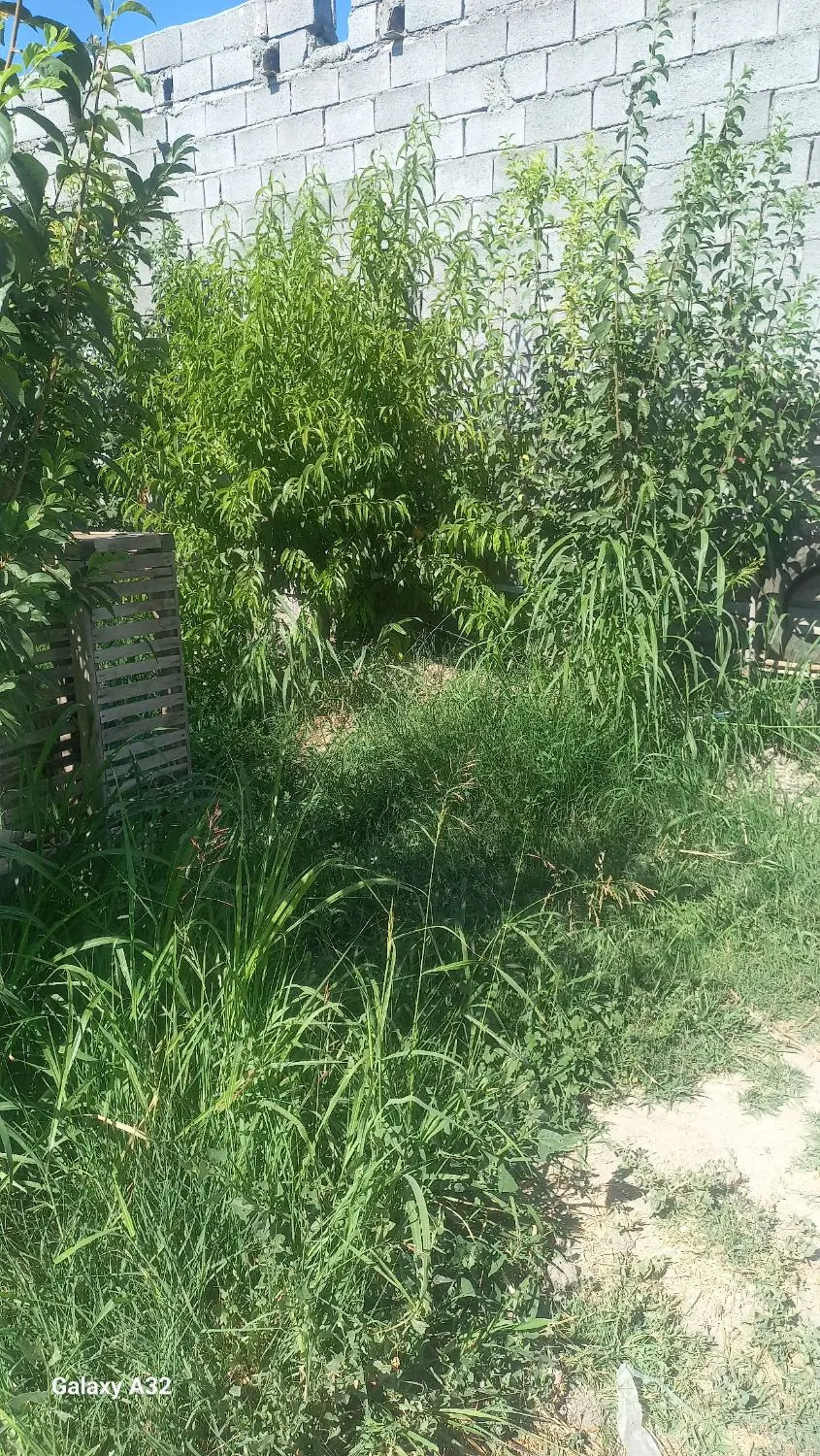 ۲۲۰۰باغچه الوان