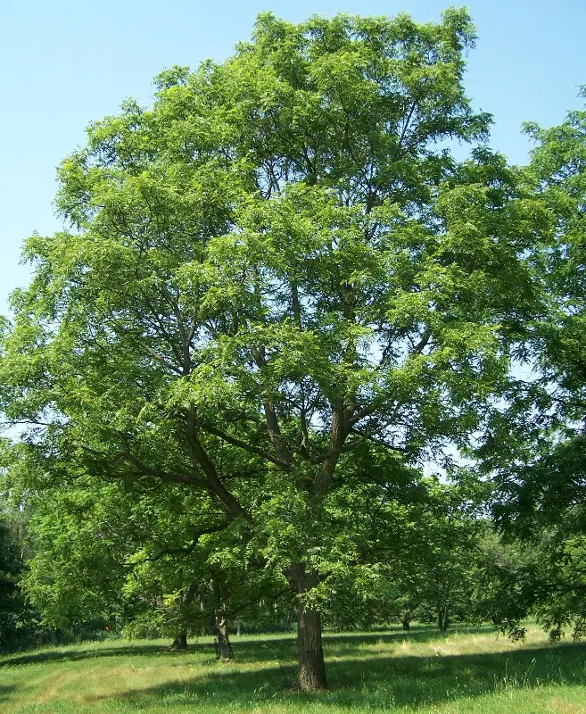 زمین اردوشاهی کوی صبا