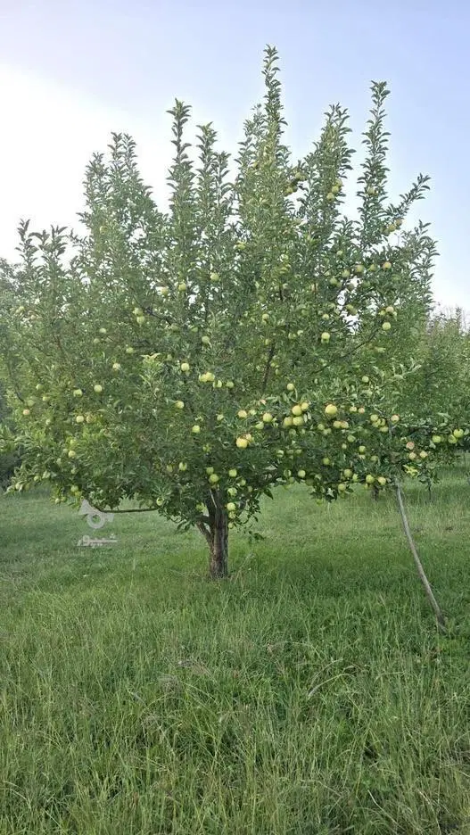 فروش باغات ویلایی در بهترین مناطق ایلخچی ( یال)