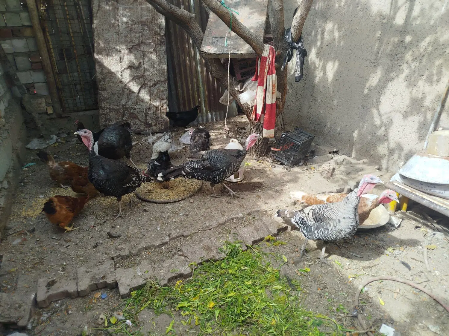 زمین حصار شده