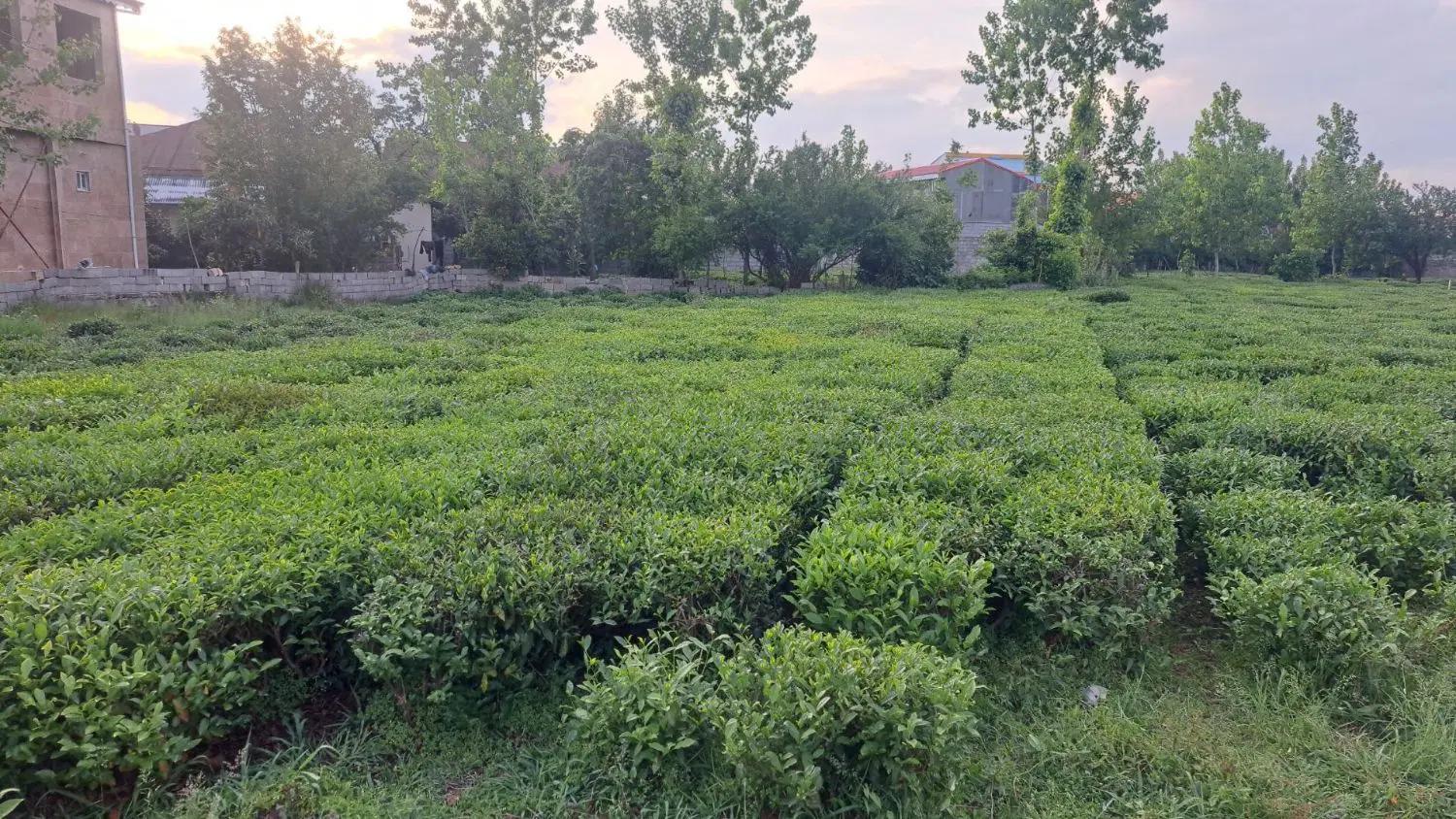 فروش زمین فوری