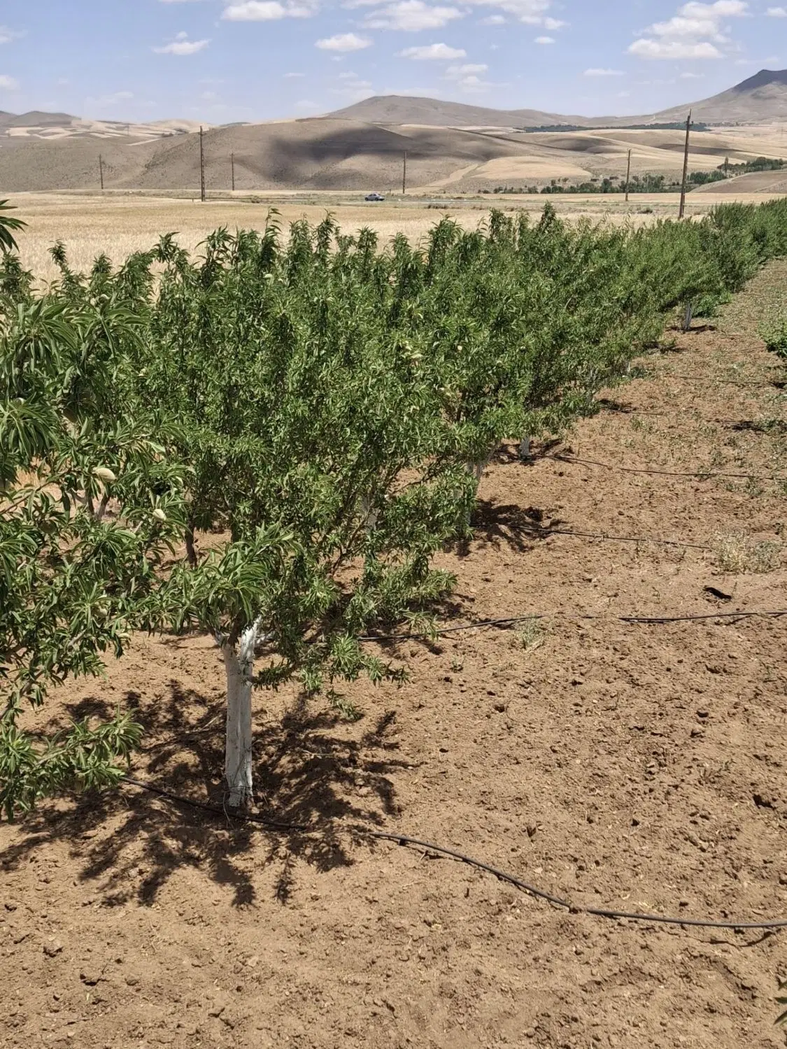 فروش زمین بادام زار