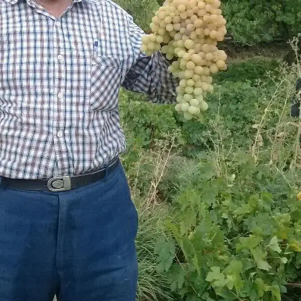 باغ میوه و انگور عالی ابتدای تفریجان