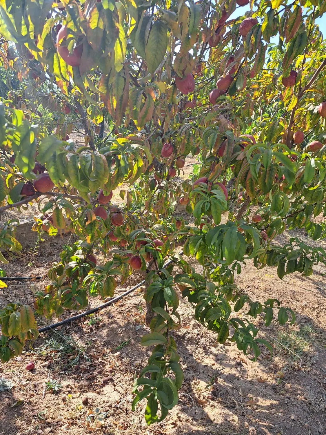 خانه باغ مسیری بانبو