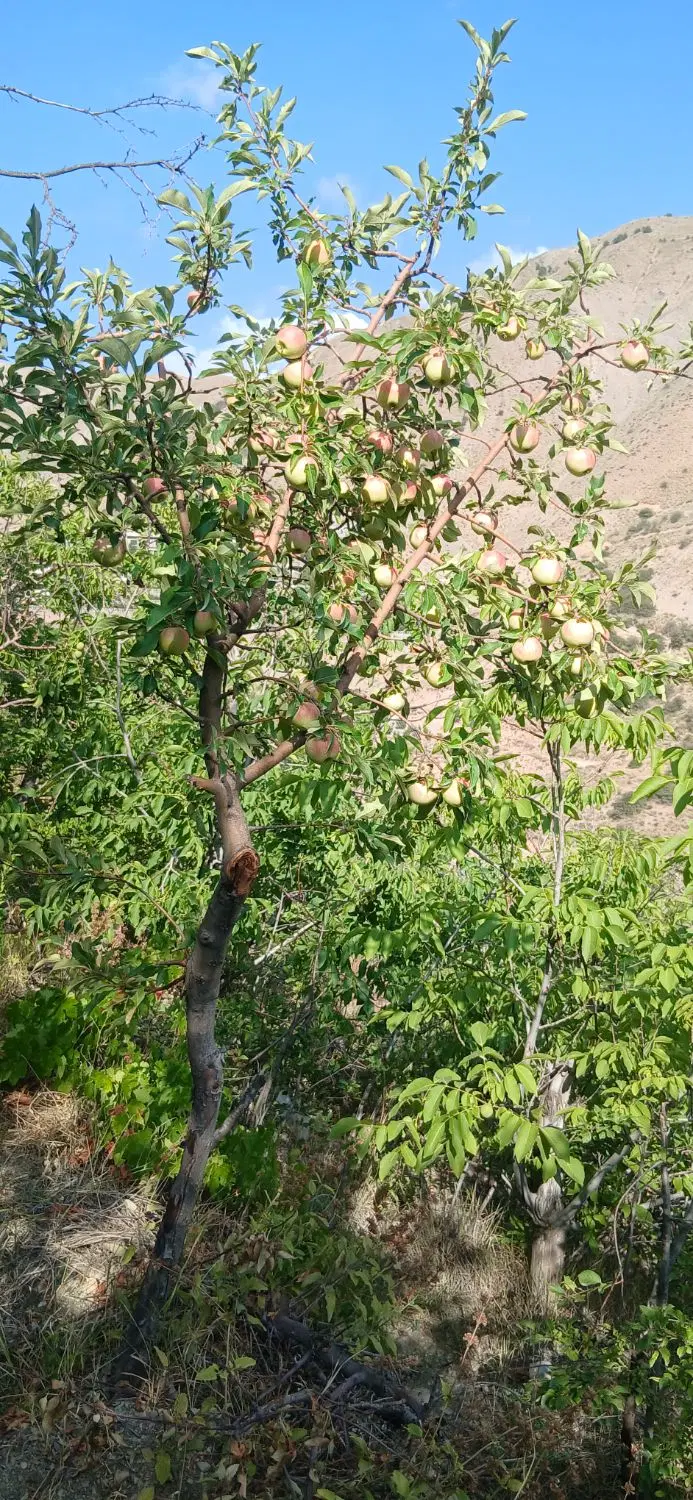 فروش