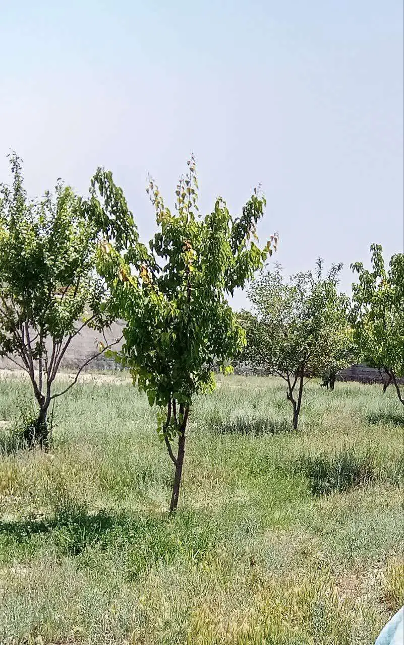 زمین باغی *فوری