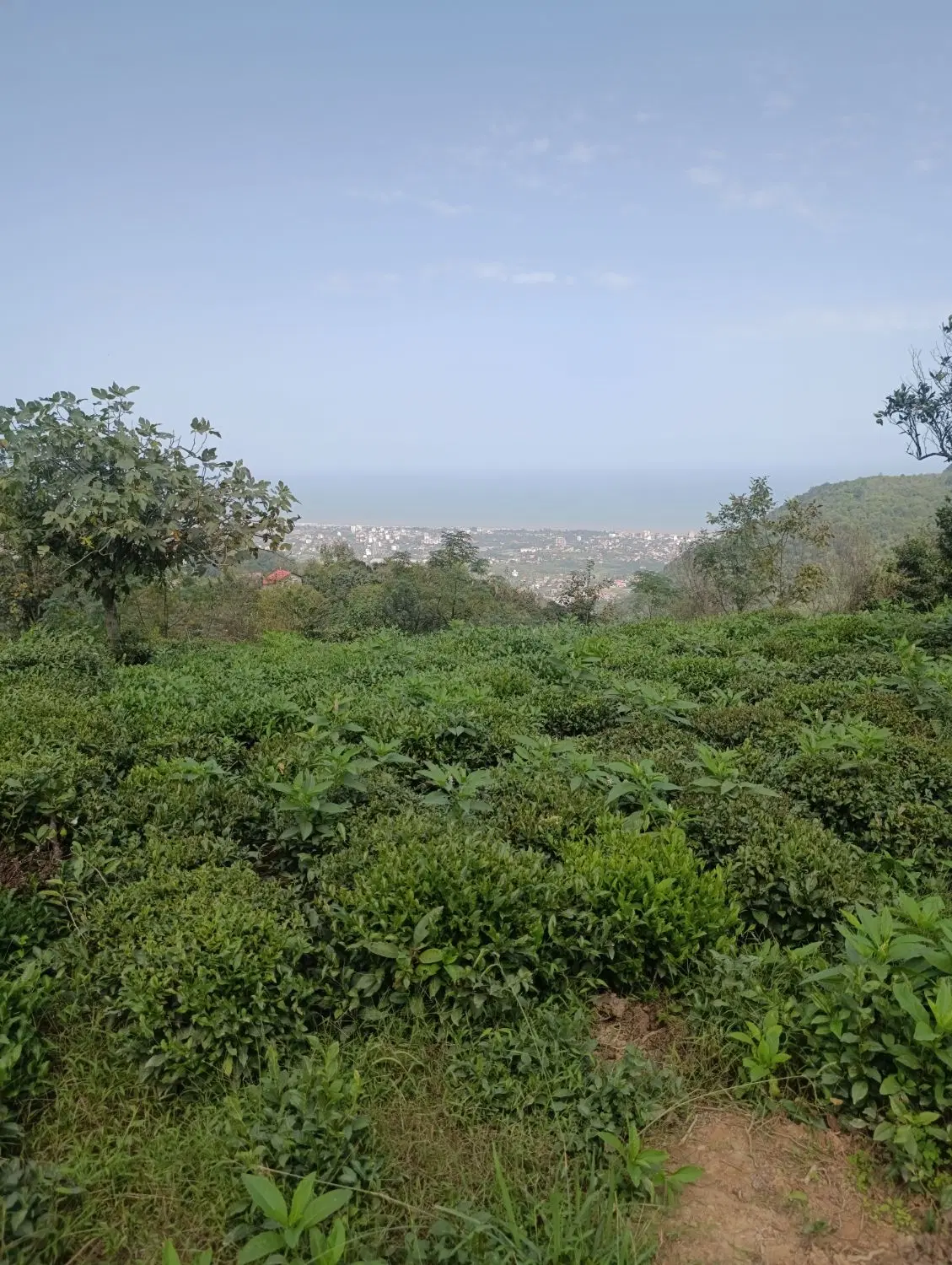 فروش زمین ۵۷۴ متری رو ب در یا(جنگسرا)
