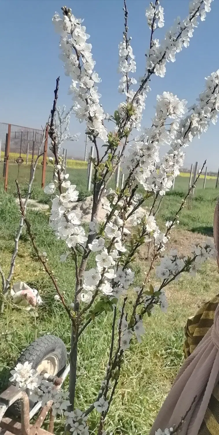 زمین باغی