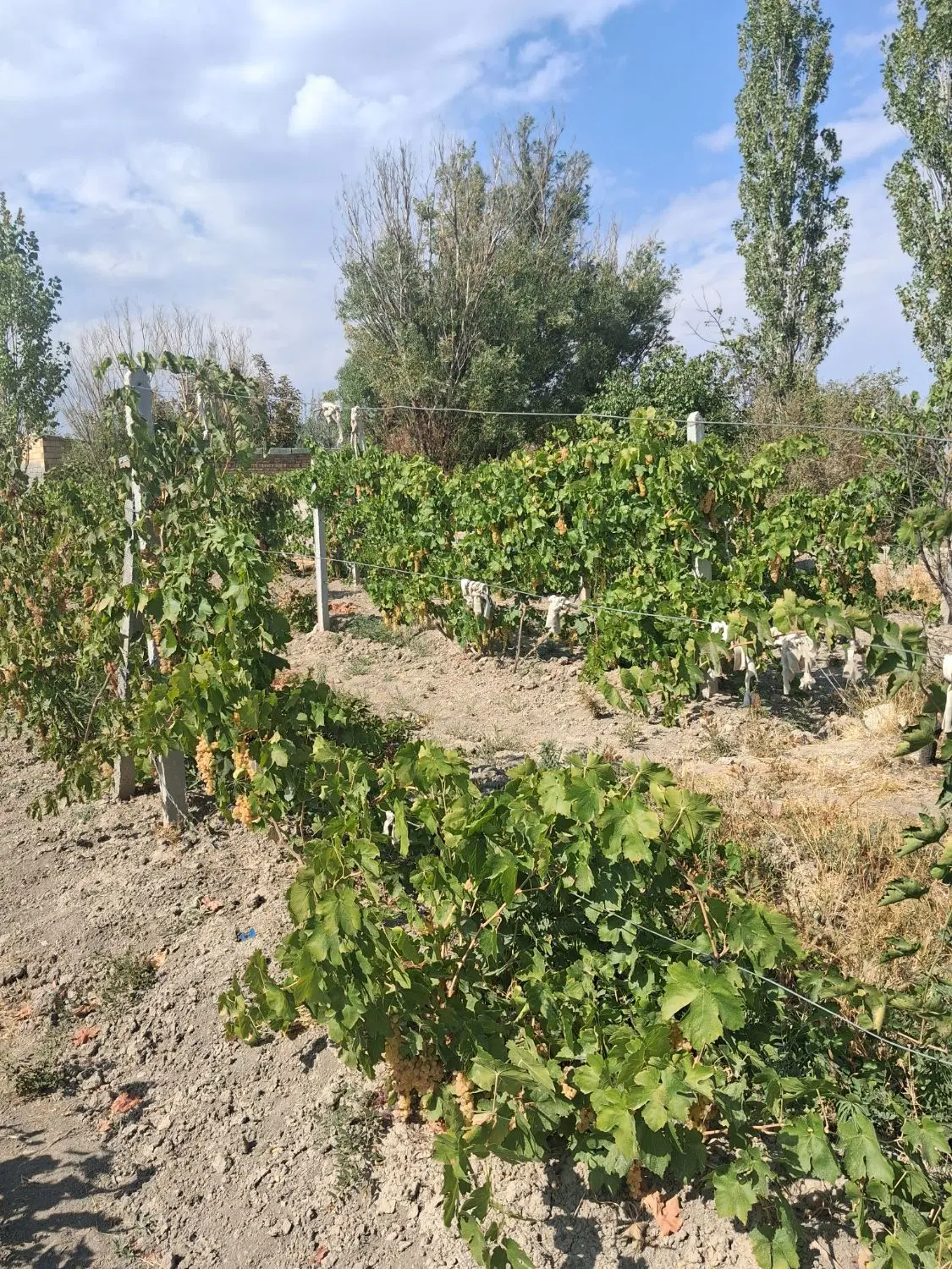 اجاره باغ انگور۱۷۰۰متری