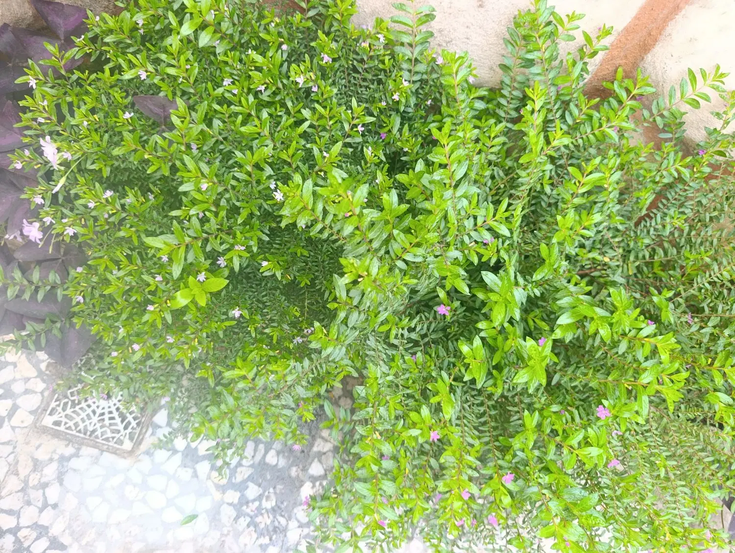 رشتقون .