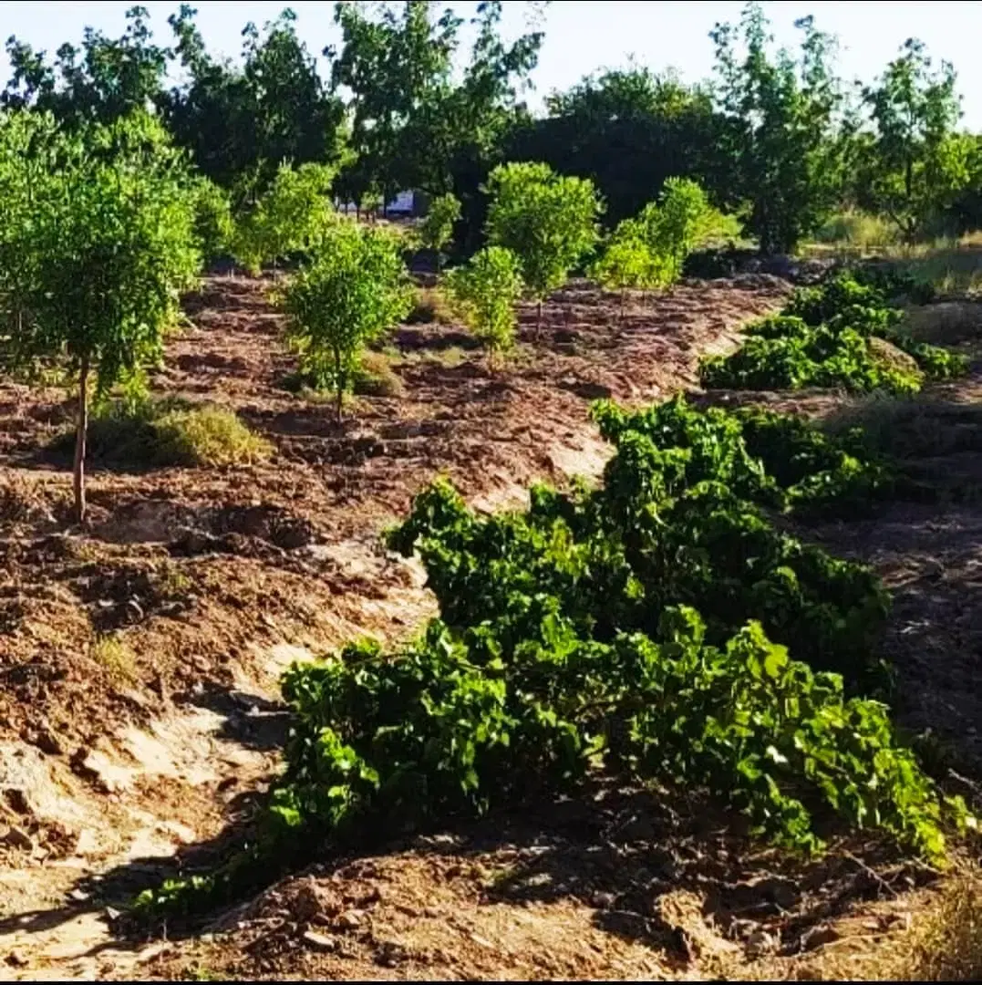 باغ معصوم آباد تقاب