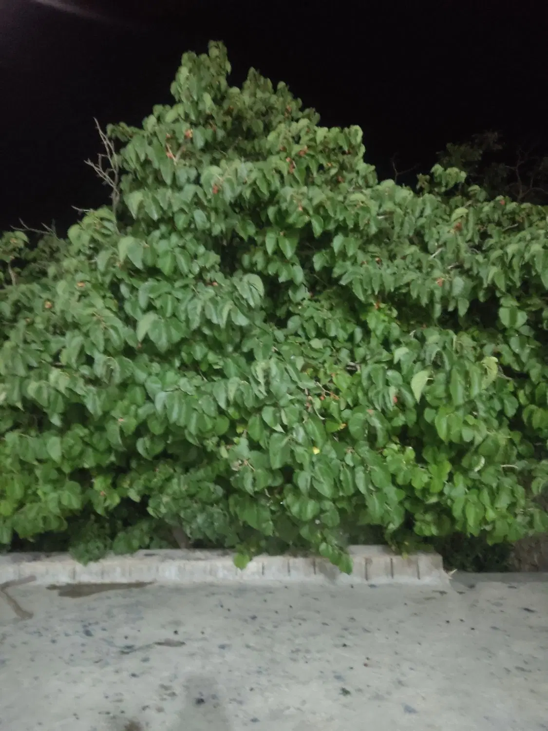 زمین شرف آباد