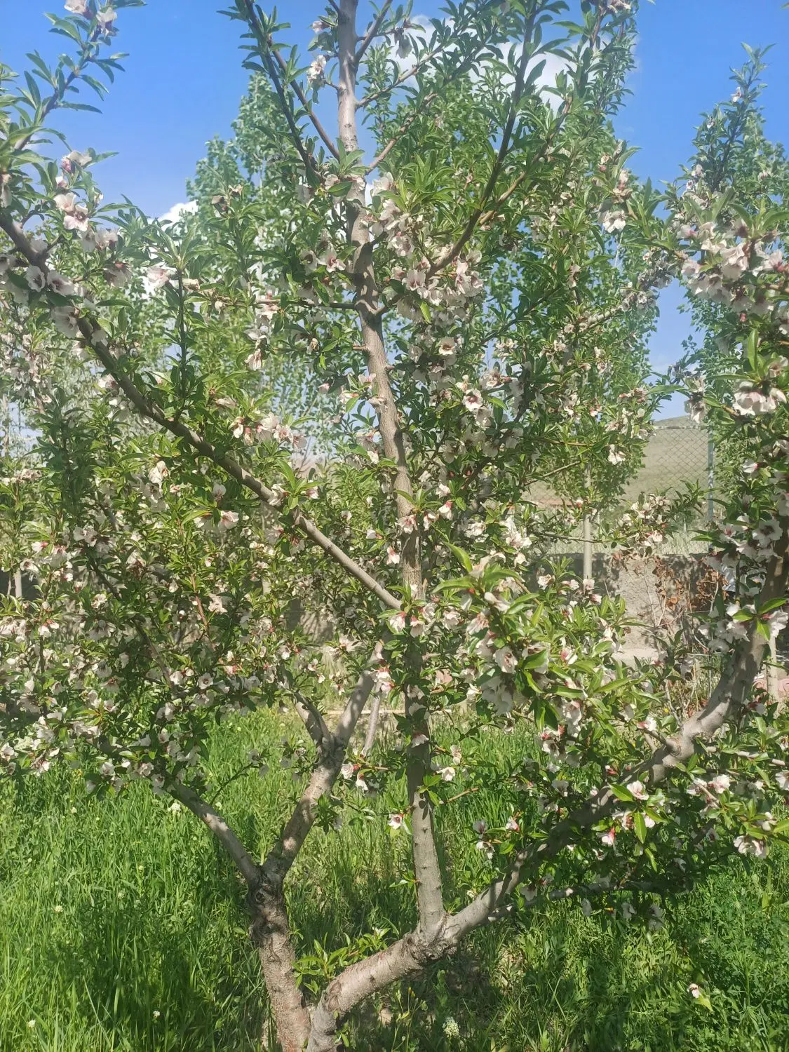 فروش باغ در ۲۵ دقیقه ای تبریز