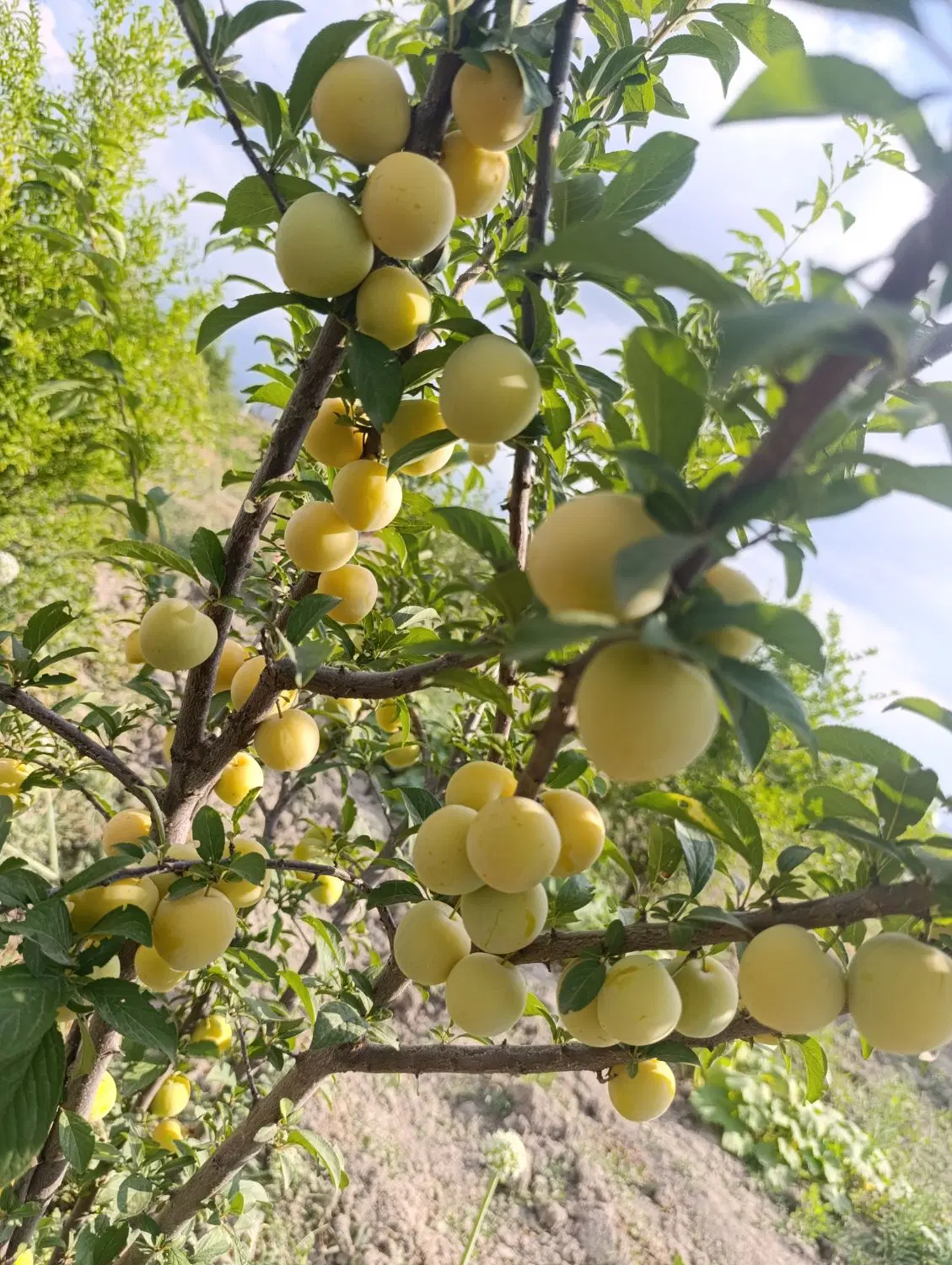 زمین باغی با چاه آب رستم کلاته