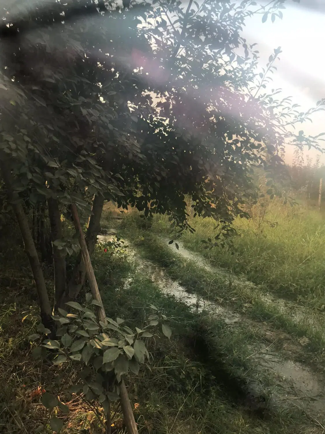 باغ آلو خاکی