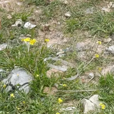 زمین سرطاف