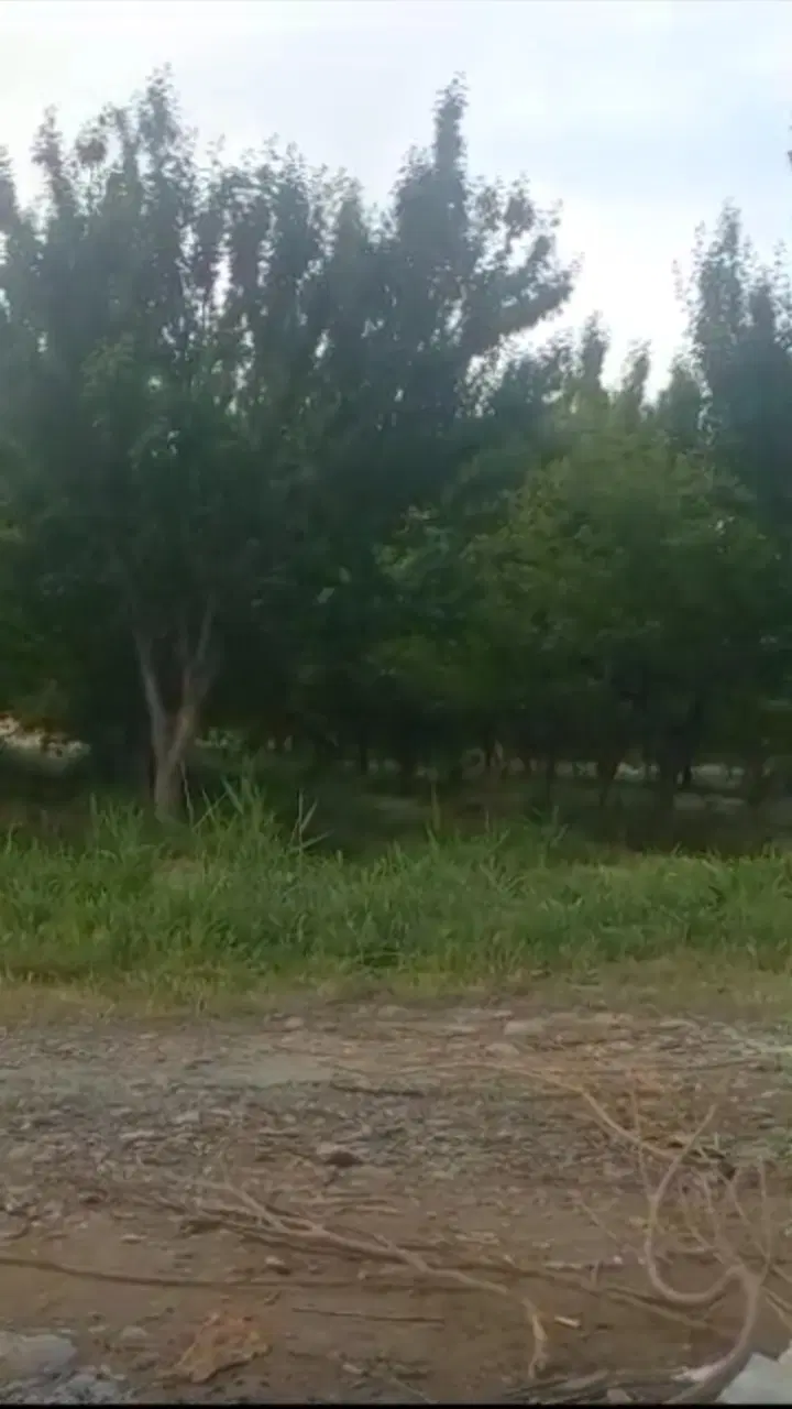 زمین باغ ۵۸۳متر فرخ اباد
