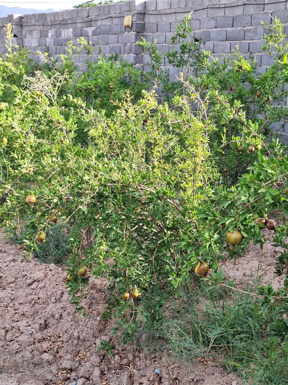 باغ ویلا ۷۵۰ متری مبله سند دار استخر دار