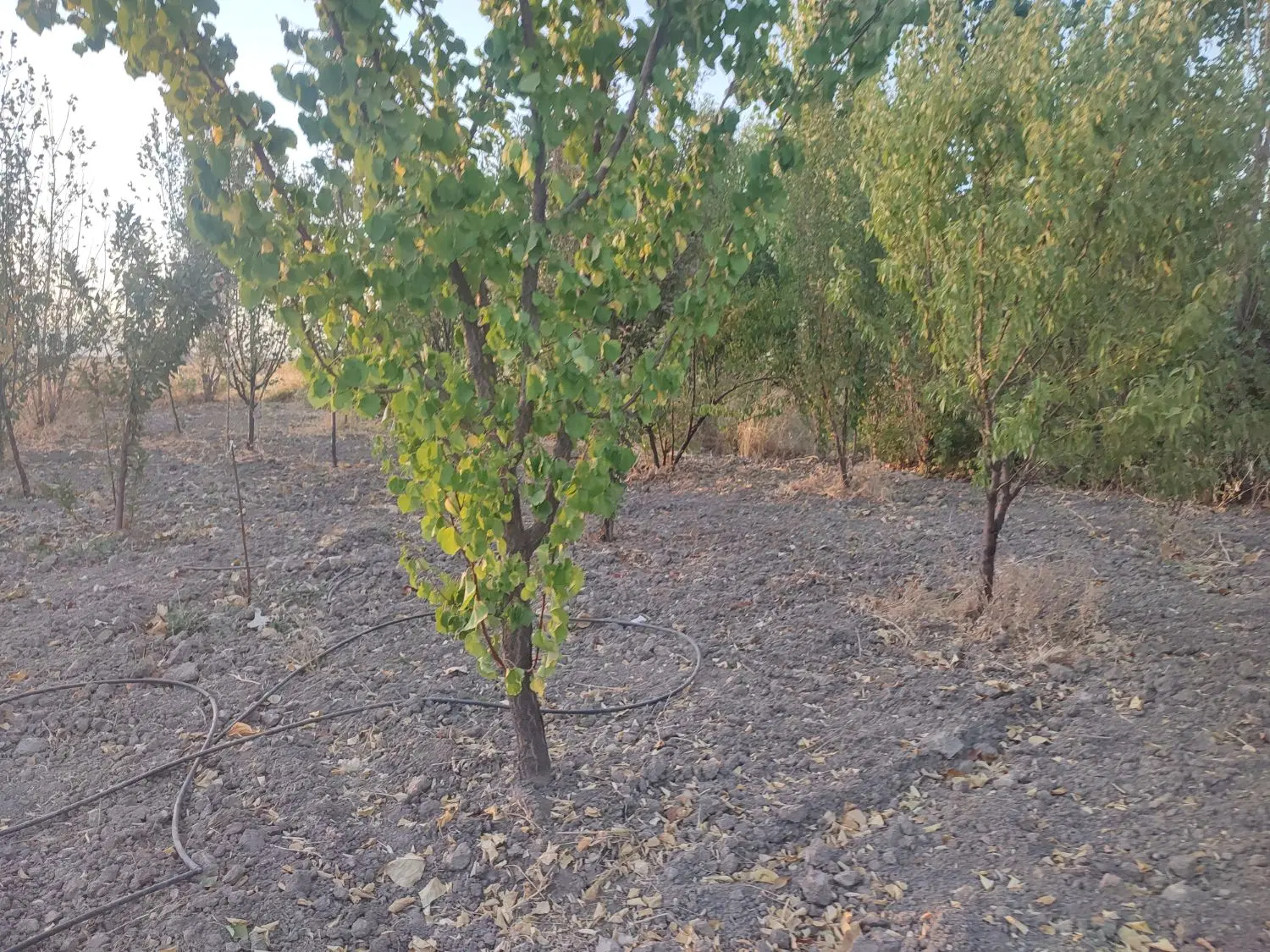 باغ هزار متری جاده سنندج سراهی قزانچی
