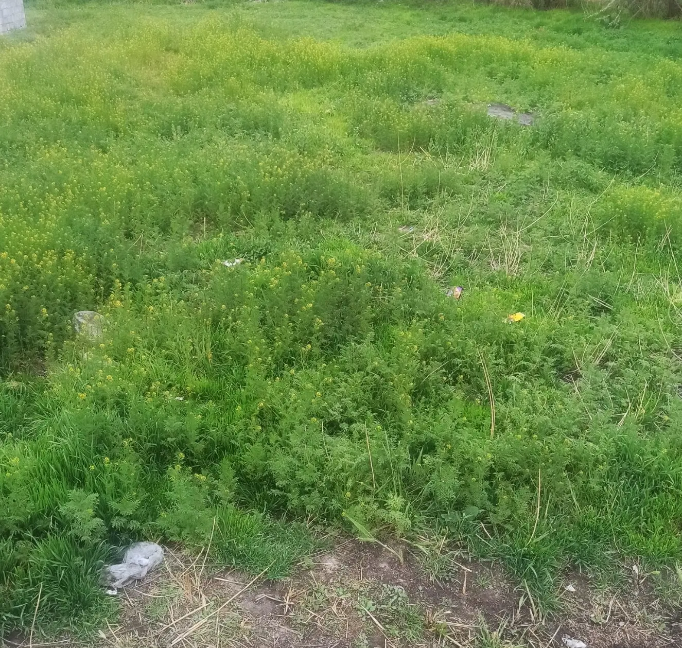 زمین زراعی روستای شور کند کوی بهارستان